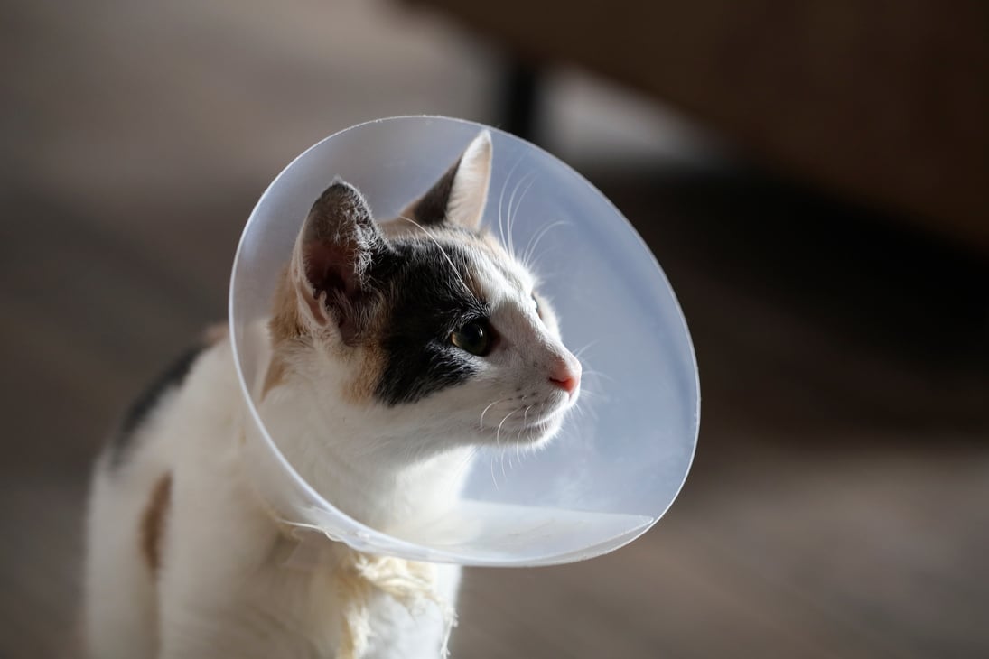 Cat wearing a cone after neutering