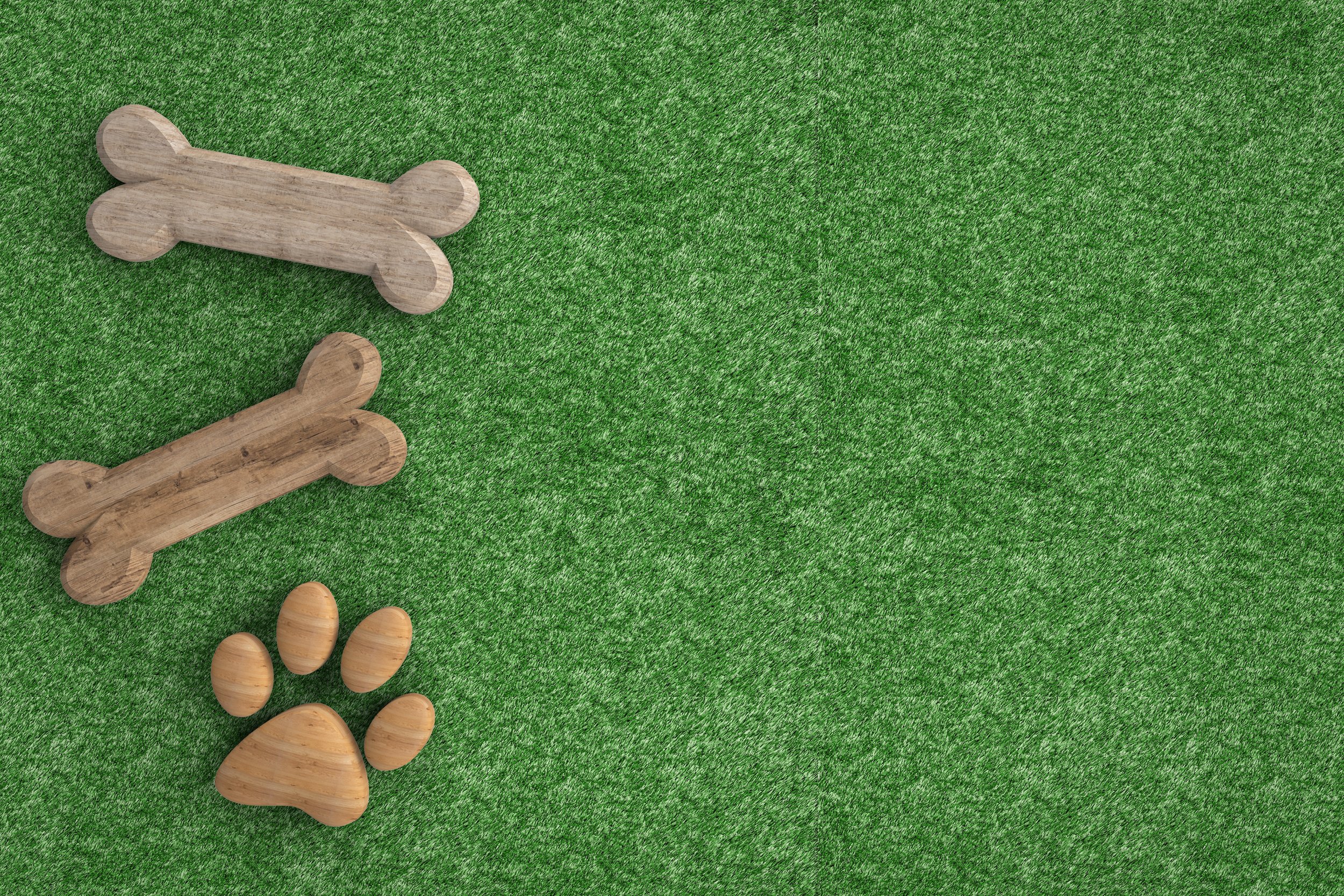 dog bones on green grass background