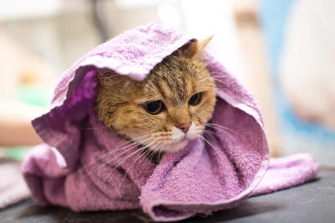 Cat in a towel after bath