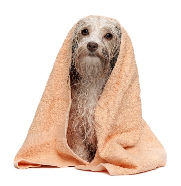 Wet chocolate havanese dog after bath