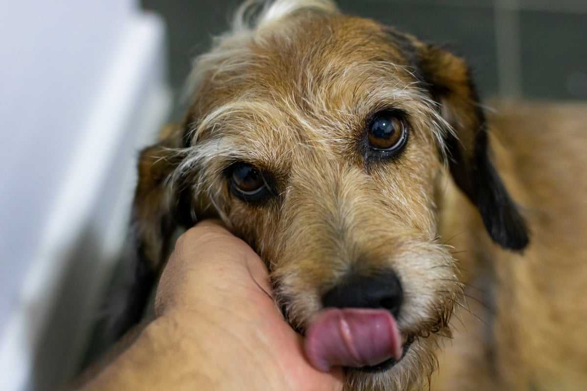 abandoned dog receiving affection after being rescued