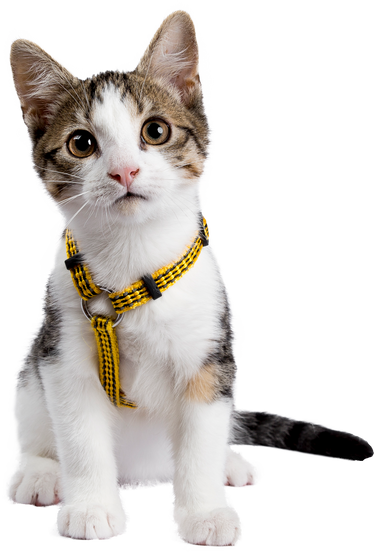 European shorthair kitten / cat on transparent background.