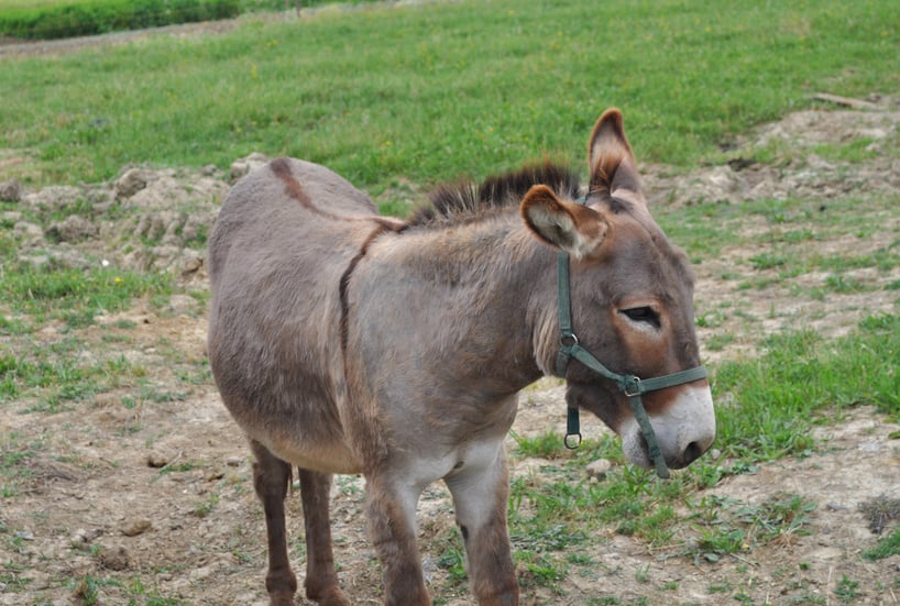 Domesticated Donkey Animal 