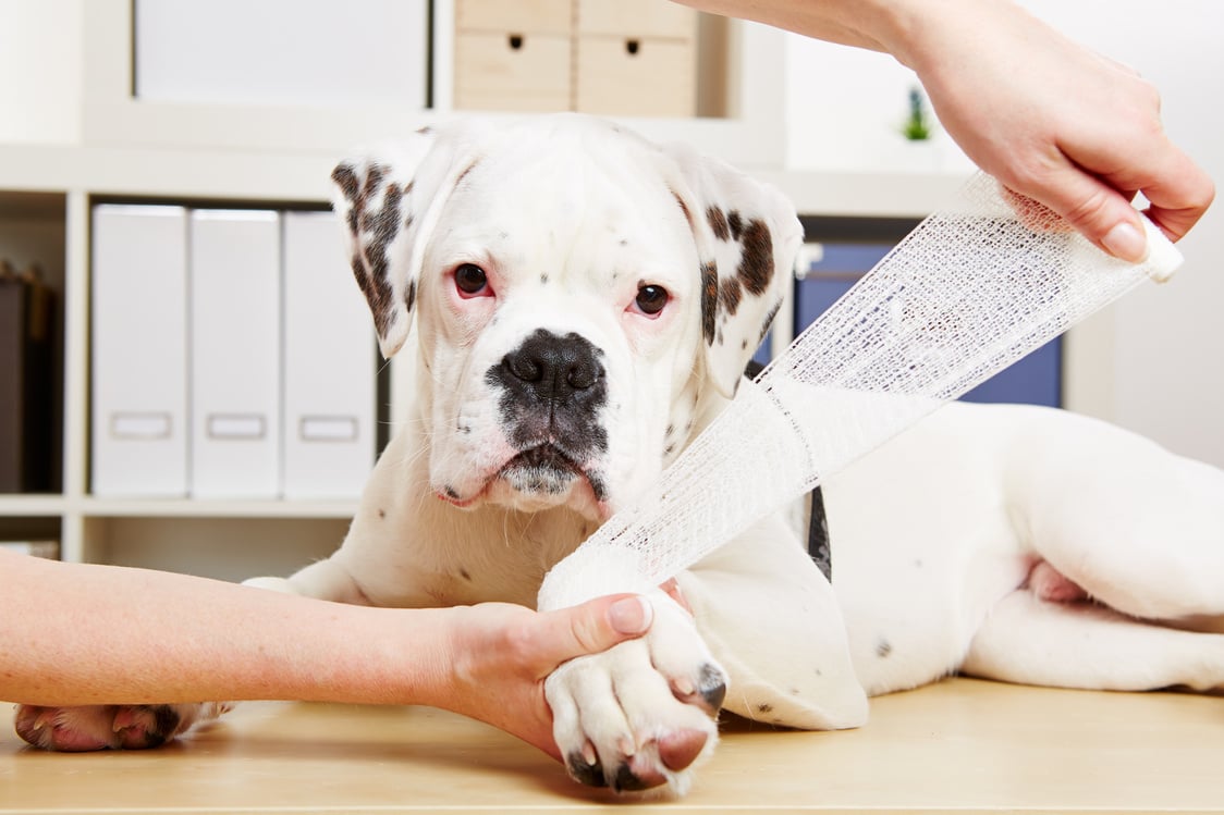 Boxer Dog Getting Bandage after Injury on Leg